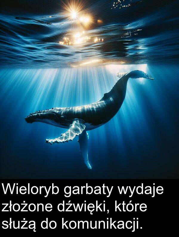 złożone: Wieloryb garbaty wydaje złożone dźwięki, które służą do komunikacji.