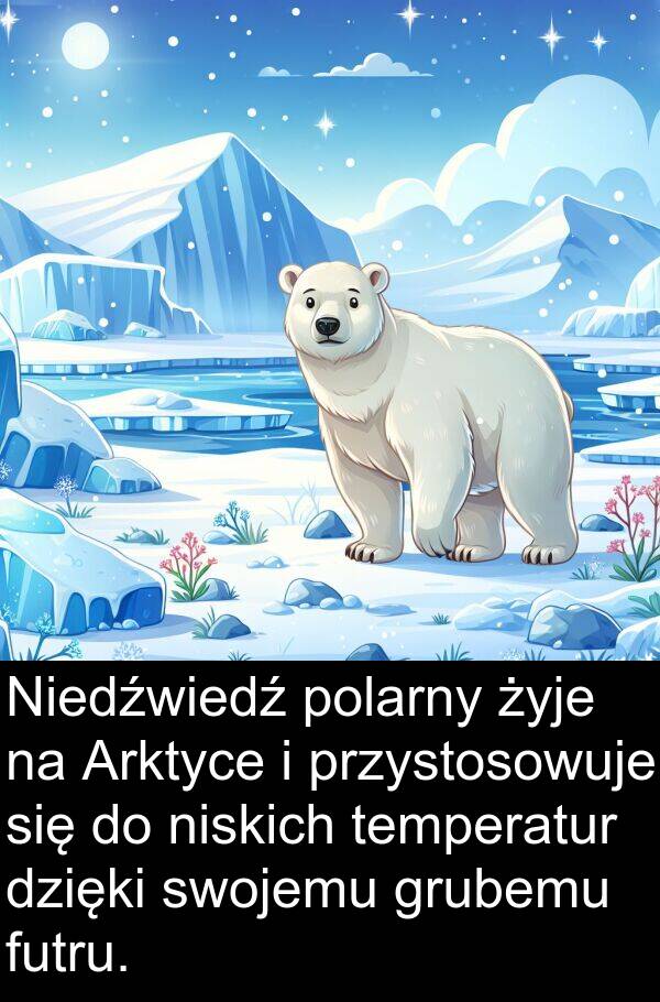 przystosowuje: Niedźwiedź polarny żyje na Arktyce i przystosowuje się do niskich temperatur dzięki swojemu grubemu futru.