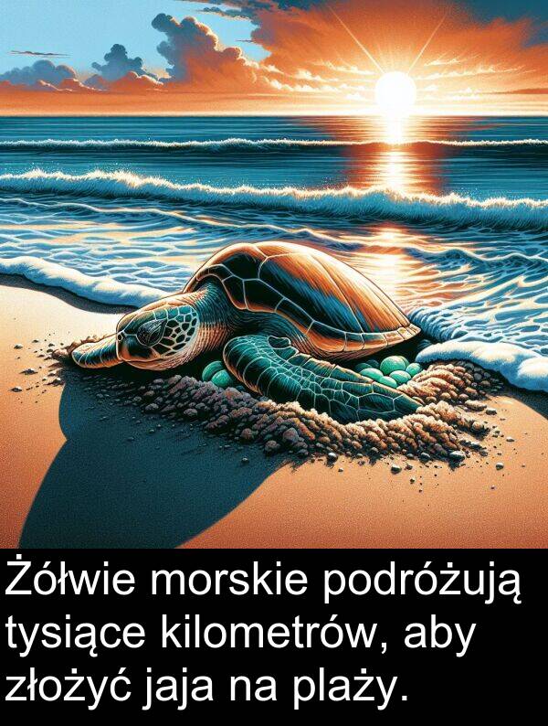 złożyć: Żółwie morskie podróżują tysiące kilometrów, aby złożyć jaja na plaży.