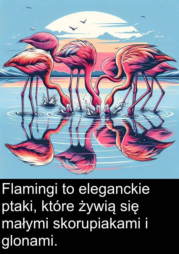 żywią: Flamingi to eleganckie ptaki, które żywią się małymi skorupiakami i glonami.