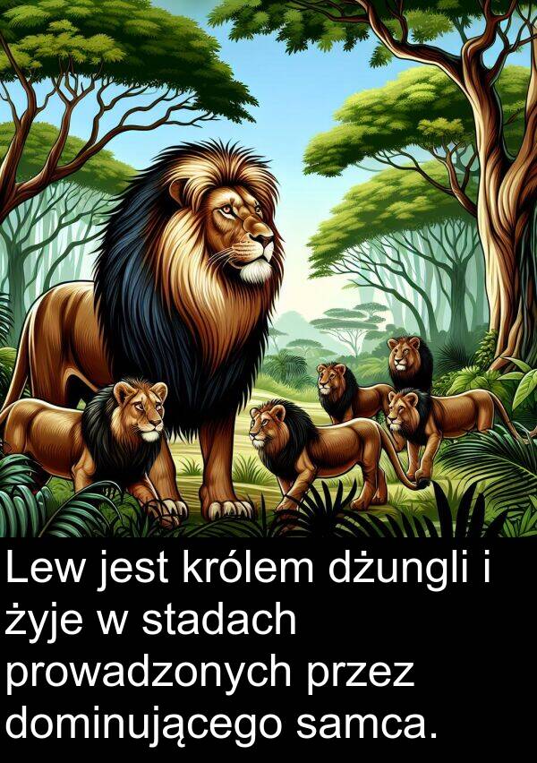 prowadzonych: Lew jest królem dżungli i żyje w stadach prowadzonych przez dominującego samca.