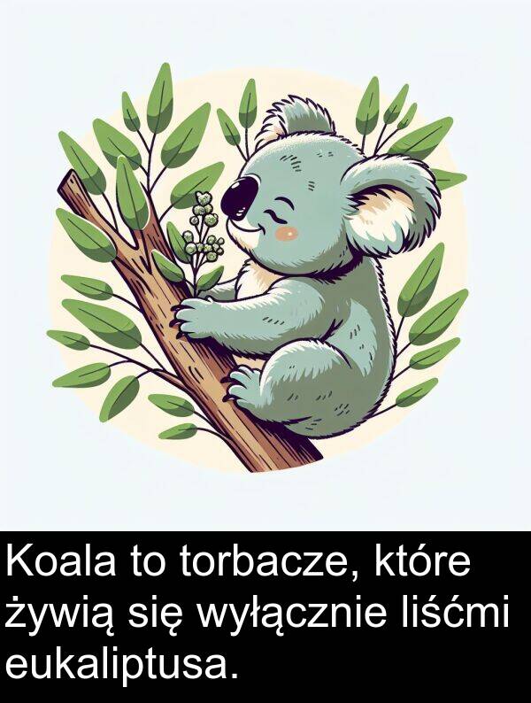 żywią: Koala to torbacze, które żywią się wyłącznie liśćmi eukaliptusa.