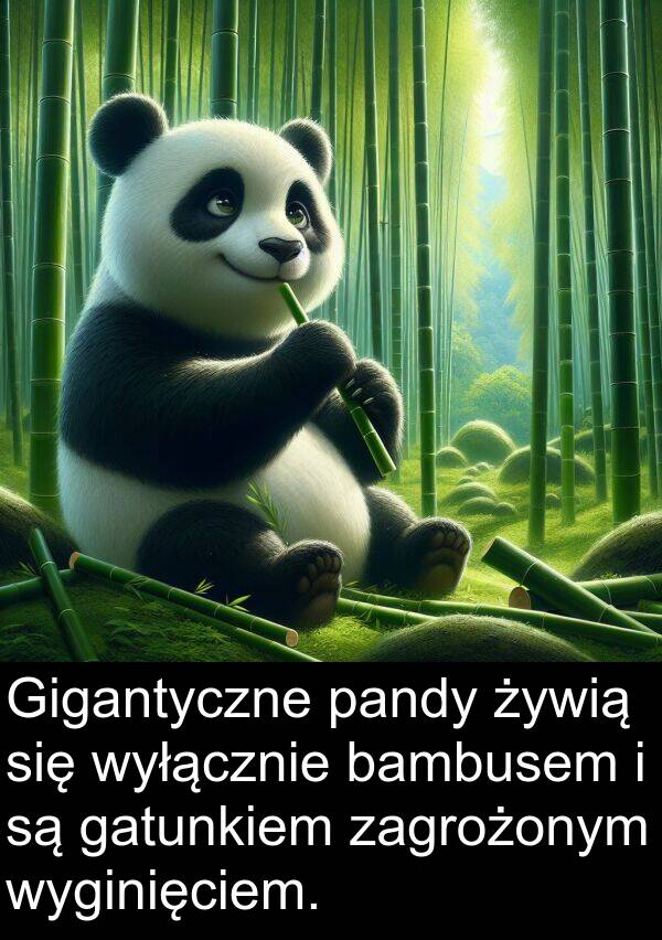 zagrożonym: Gigantyczne pandy żywią się wyłącznie bambusem i są gatunkiem zagrożonym wyginięciem.