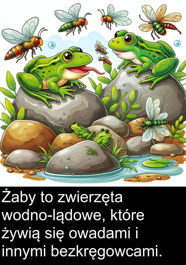 żywią: Żaby to zwierzęta wodno-lądowe, które żywią się owadami i innymi bezkręgowcami.