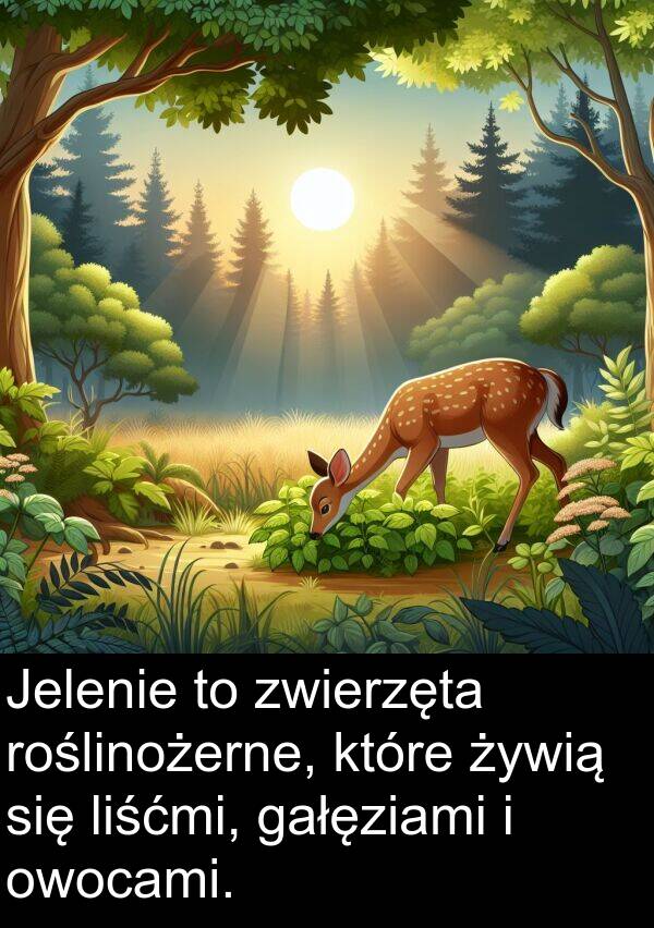 żywią: Jelenie to zwierzęta roślinożerne, które żywią się liśćmi, gałęziami i owocami.