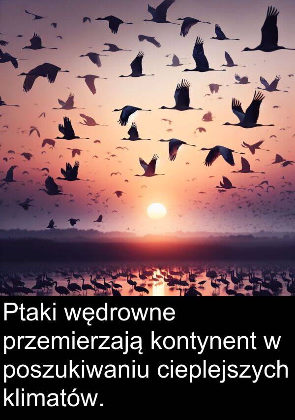 przemierzają: Ptaki wędrowne przemierzają kontynent w poszukiwaniu cieplejszych klimatów.