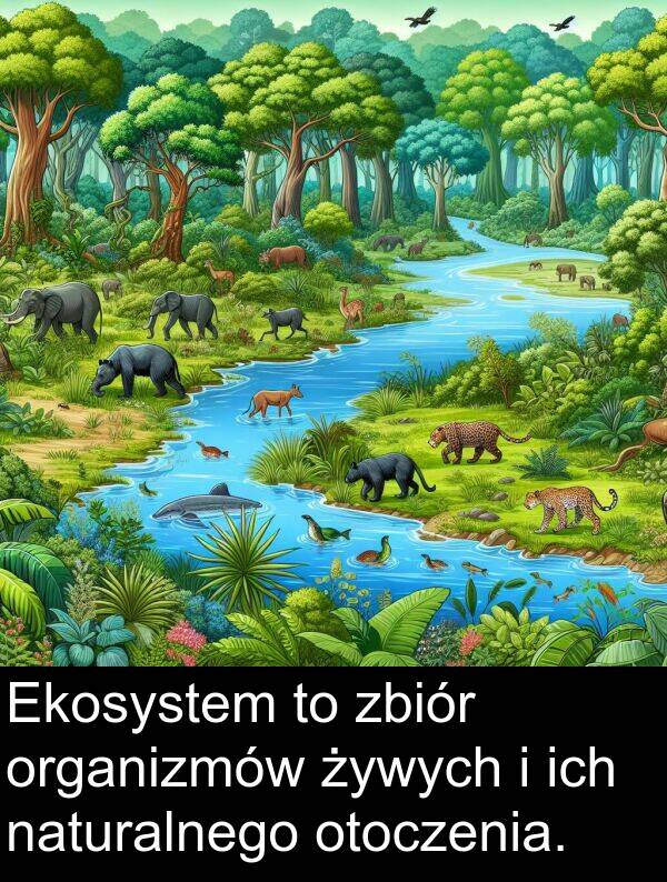 zbiór: Ekosystem to zbiór organizmów żywych i ich naturalnego otoczenia.
