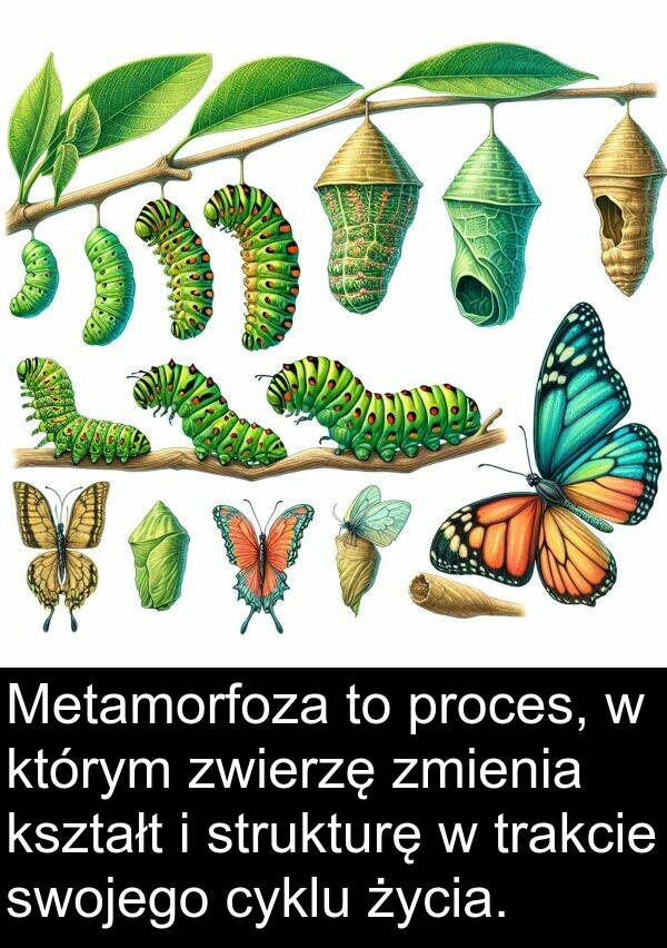 proces: Metamorfoza to proces, w którym zwierzę zmienia kształt i strukturę w trakcie swojego cyklu życia.