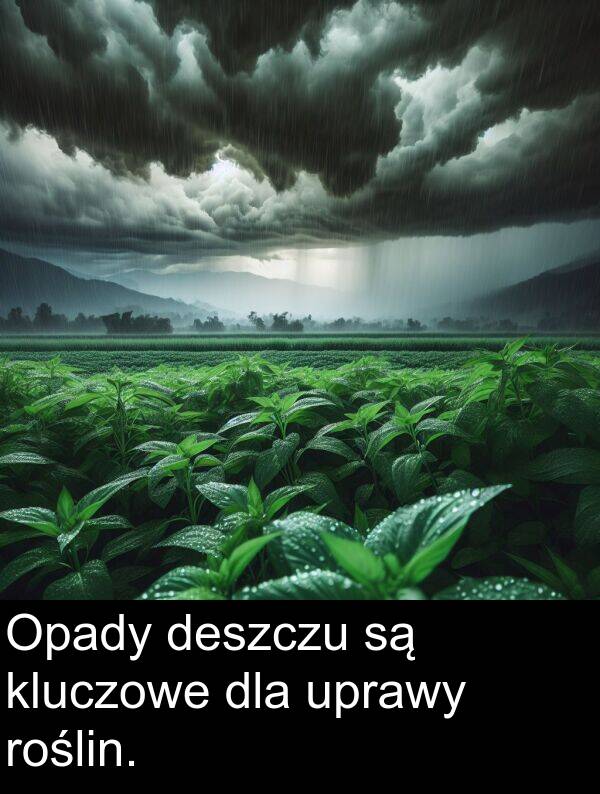 kluczowe: Opady deszczu są kluczowe dla uprawy roślin.