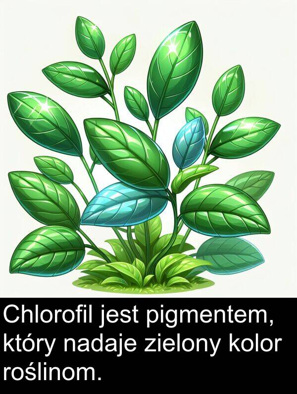 pigmentem: Chlorofil jest pigmentem, który nadaje zielony kolor roślinom.