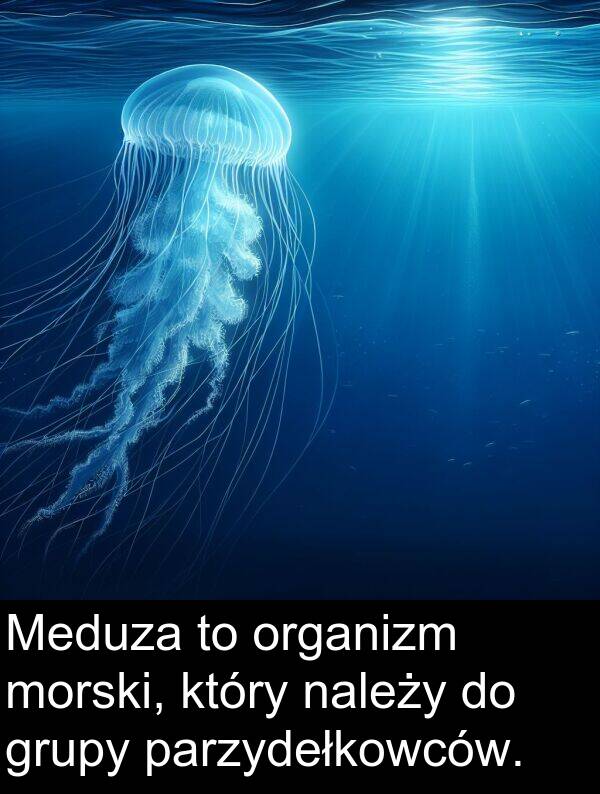 organizm: Meduza to organizm morski, który należy do grupy parzydełkowców.