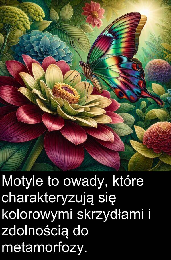 zdolnością: Motyle to owady, które charakteryzują się kolorowymi skrzydłami i zdolnością do metamorfozy.