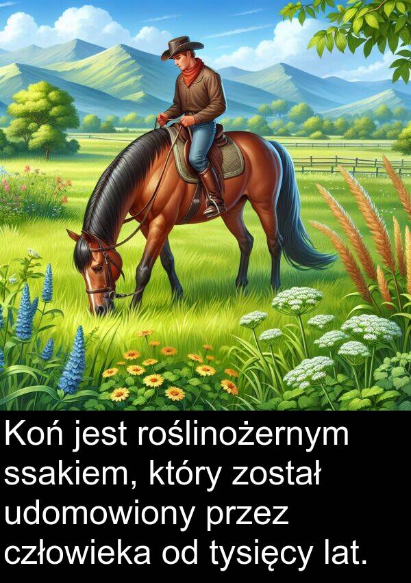 został: Koń jest roślinożernym ssakiem, który został udomowiony przez człowieka od tysięcy lat.