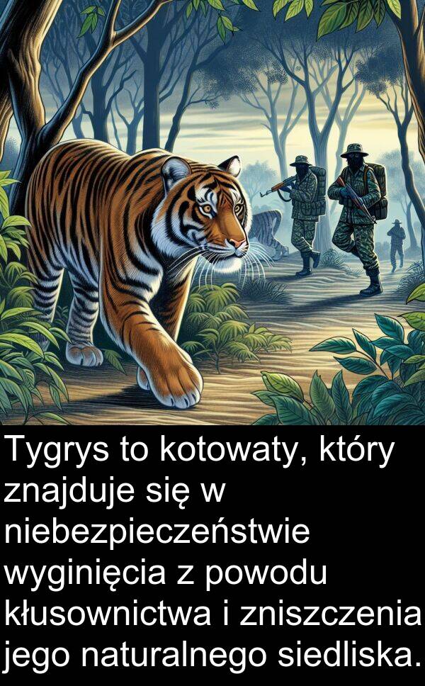 powodu: Tygrys to kotowaty, który znajduje się w niebezpieczeństwie wyginięcia z powodu kłusownictwa i zniszczenia jego naturalnego siedliska.