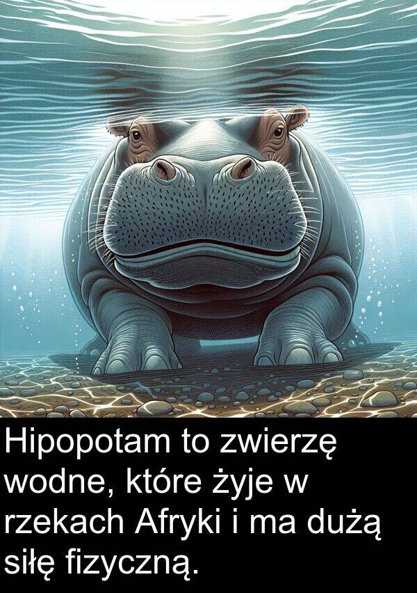 zwierzę: Hipopotam to zwierzę wodne, które żyje w rzekach Afryki i ma dużą siłę fizyczną.