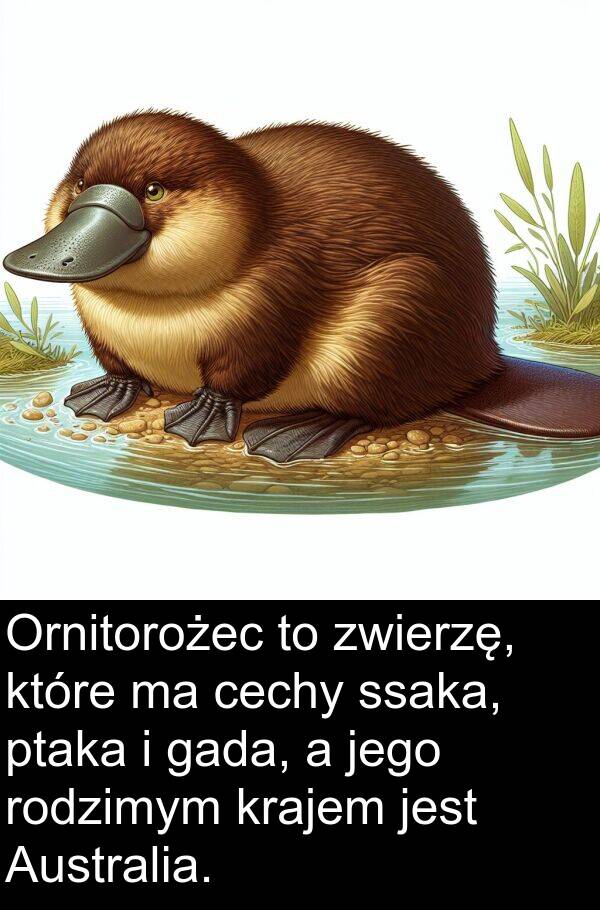 ptaka: Ornitorożec to zwierzę, które ma cechy ssaka, ptaka i gada, a jego rodzimym krajem jest Australia.