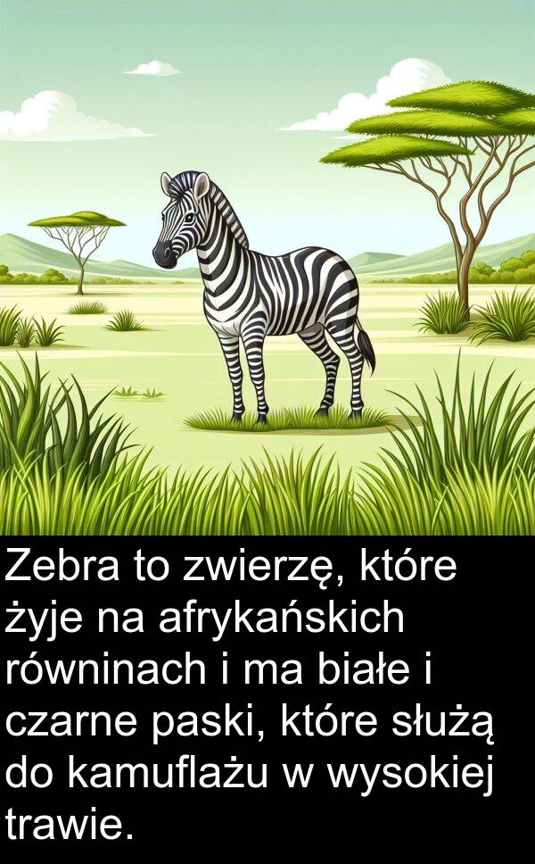 zwierzę: Zebra to zwierzę, które żyje na afrykańskich równinach i ma białe i czarne paski, które służą do kamuflażu w wysokiej trawie.