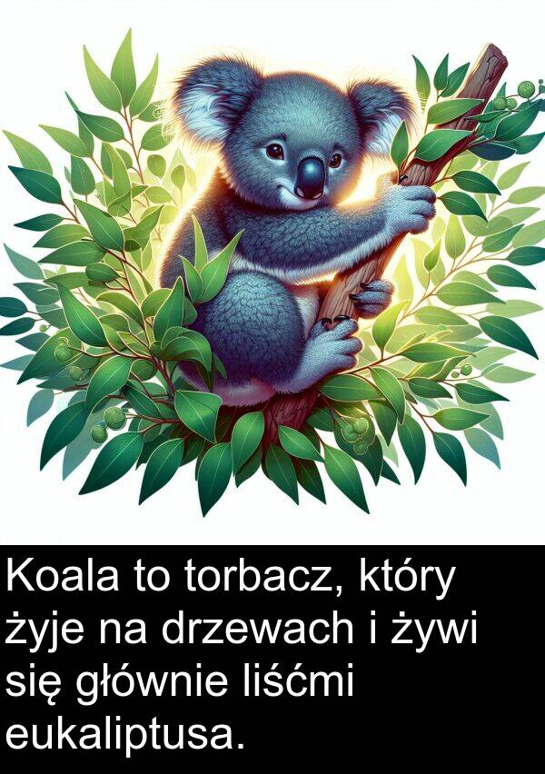 żywi: Koala to torbacz, który żyje na drzewach i żywi się głównie liśćmi eukaliptusa.