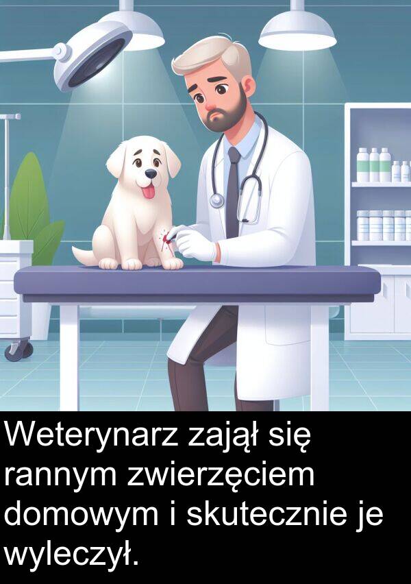zajął: Weterynarz zajął się rannym zwierzęciem domowym i skutecznie je wyleczył.
