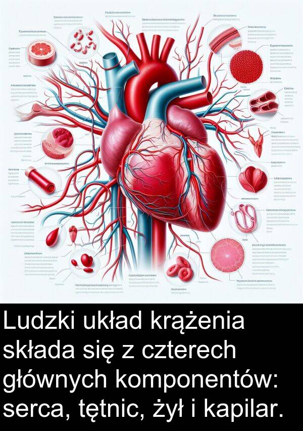 żył: Ludzki układ krążenia składa się z czterech głównych komponentów: serca, tętnic, żył i kapilar.