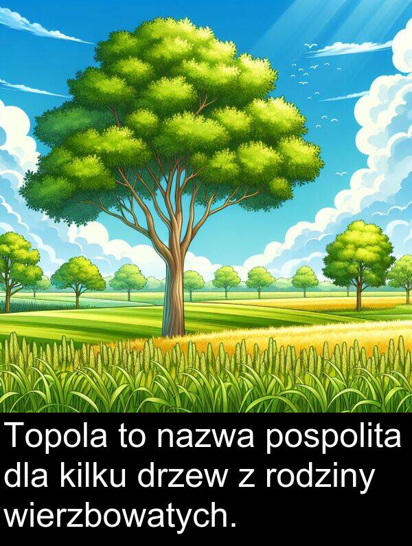 wierzbowatych: Topola to nazwa pospolita dla kilku drzew z rodziny wierzbowatych.