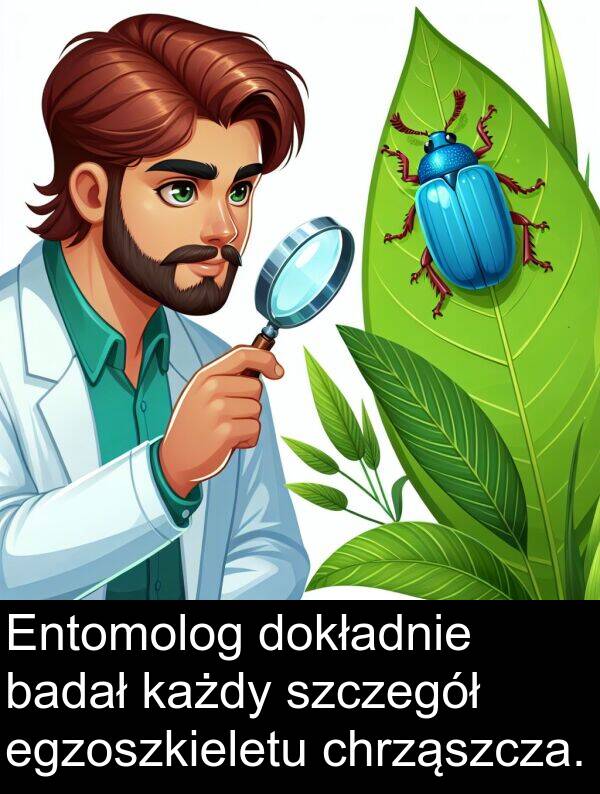egzoszkieletu: Entomolog dokładnie badał każdy szczegół egzoszkieletu chrząszcza.