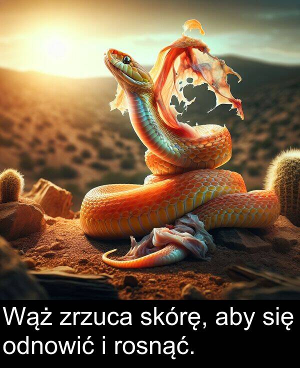 zrzuca: Wąż zrzuca skórę, aby się odnowić i rosnąć.