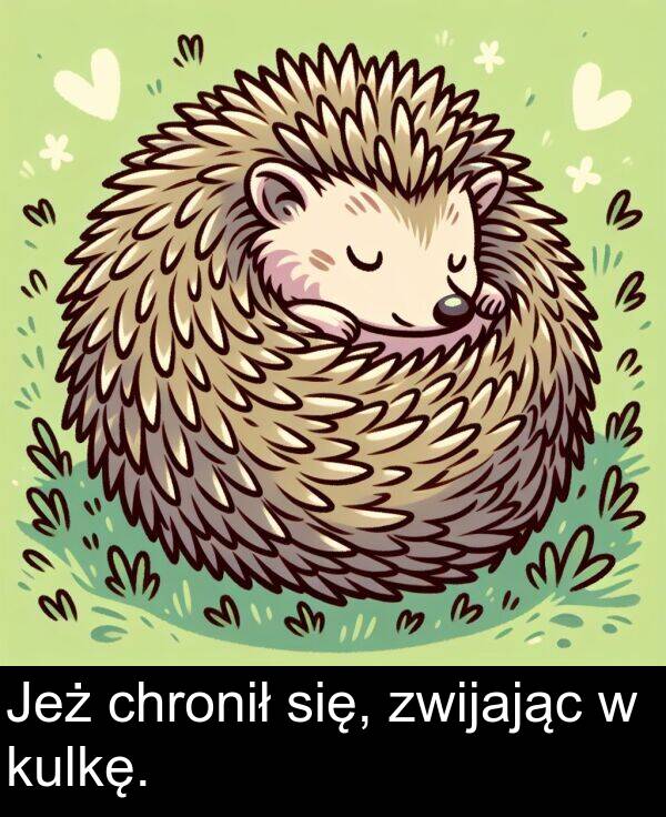 zwijając: Jeż chronił się, zwijając w kulkę.