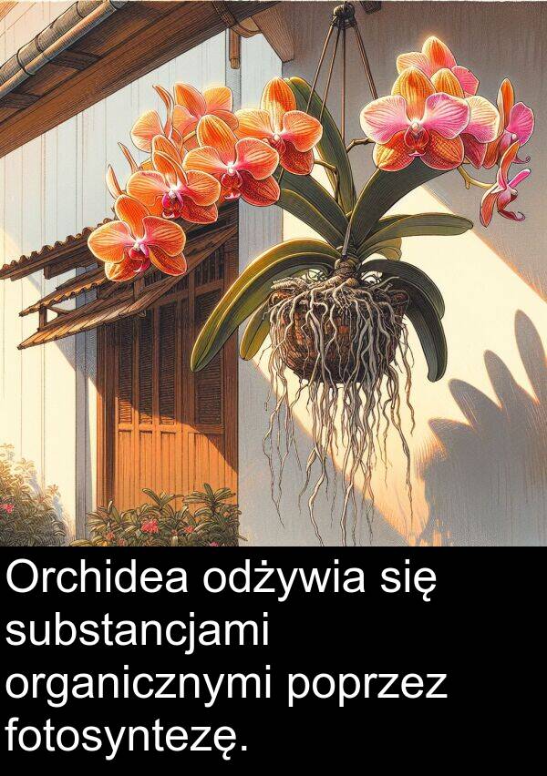 poprzez: Orchidea odżywia się substancjami organicznymi poprzez fotosyntezę.