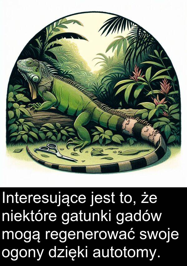 autotomy: Interesujące jest to, że niektóre gatunki gadów mogą regenerować swoje ogony dzięki autotomy.