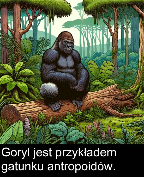 przykładem: Goryl jest przykładem gatunku antropoidów.