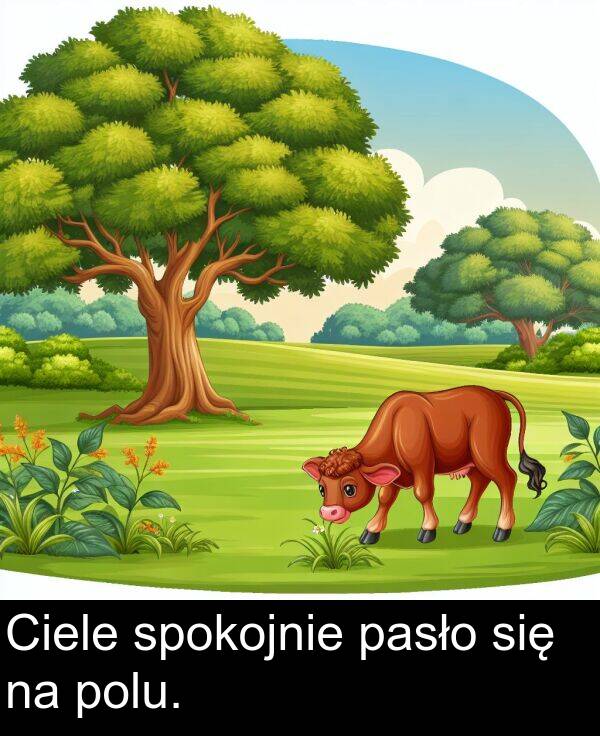 spokojnie: Ciele spokojnie pasło się na polu.