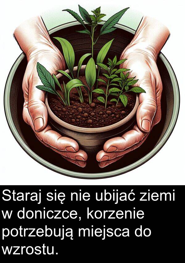 ziemi: Staraj się nie ubijać ziemi w doniczce, korzenie potrzebują miejsca do wzrostu.