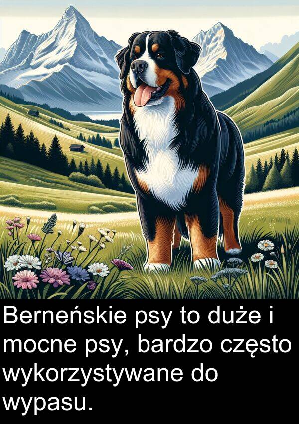 wypasu: Berneńskie psy to duże i mocne psy, bardzo często wykorzystywane do wypasu.