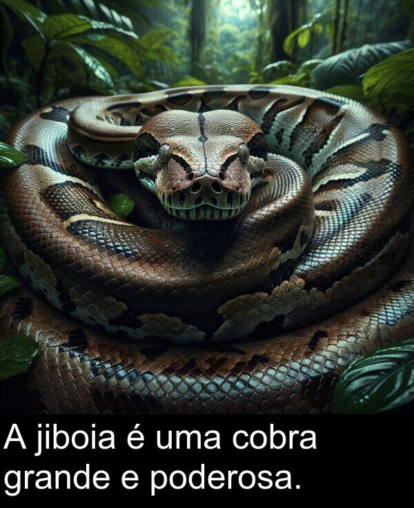 jiboia: A jiboia é uma cobra grande e poderosa.