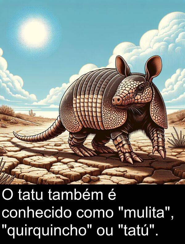 tatu: O tatu também é conhecido como "mulita", "quirquincho" ou "tatú".