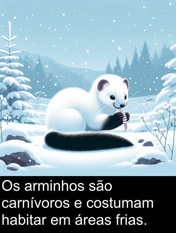 são: Os arminhos são carnívoros e costumam habitar em áreas frias.