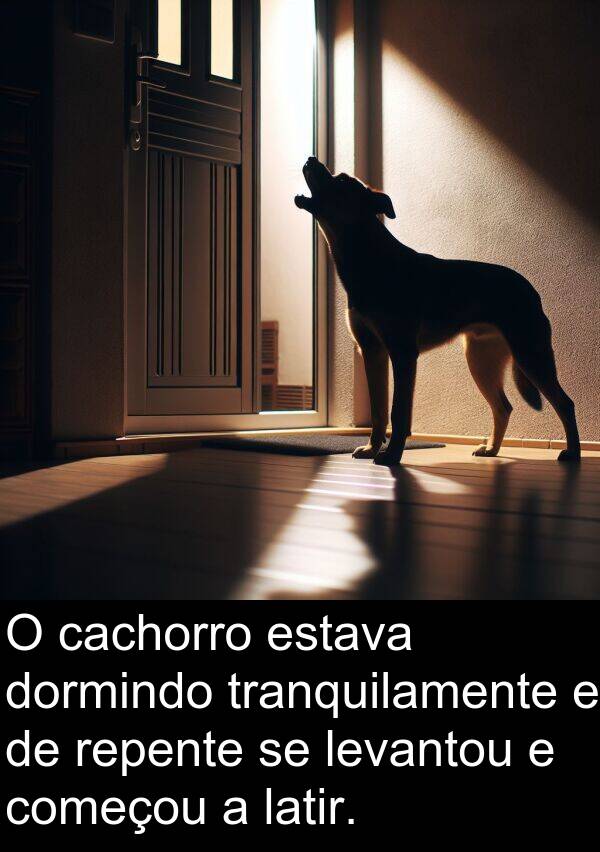 cachorro: O cachorro estava dormindo tranquilamente e de repente se levantou e começou a latir.