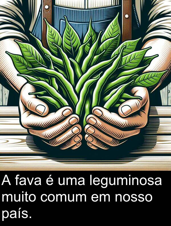 comum: A fava é uma leguminosa muito comum em nosso país.