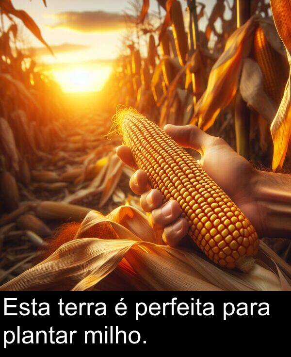 para: Esta terra é perfeita para plantar milho.