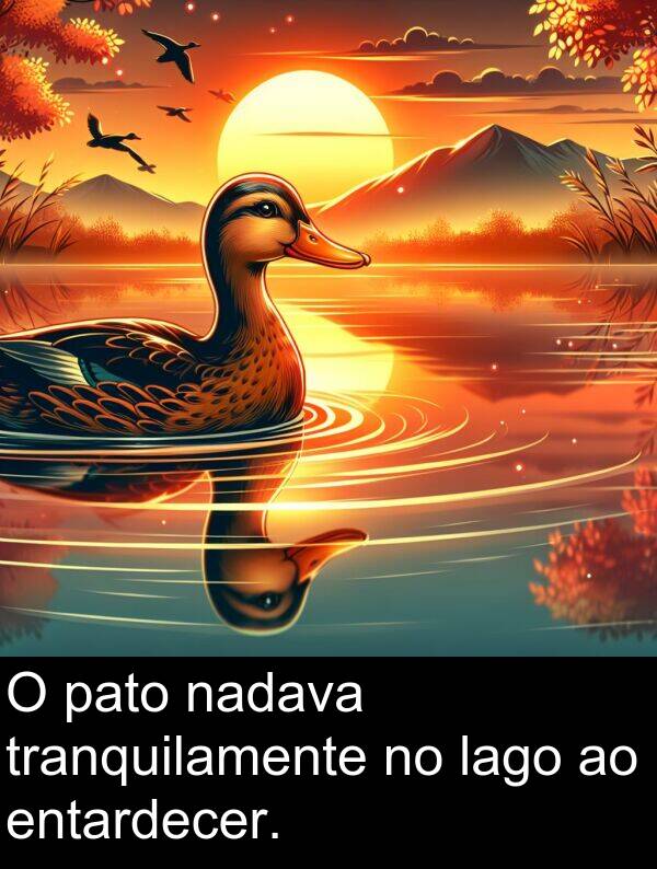 lago: O pato nadava tranquilamente no lago ao entardecer.