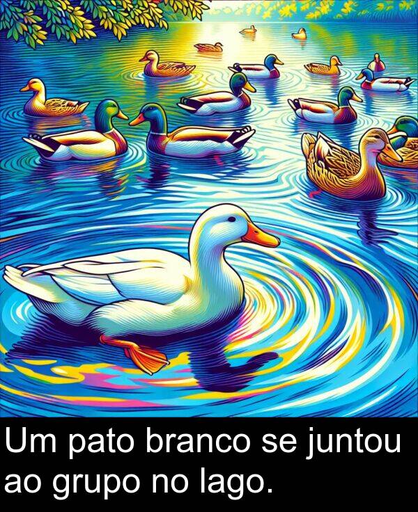 juntou: Um pato branco se juntou ao grupo no lago.
