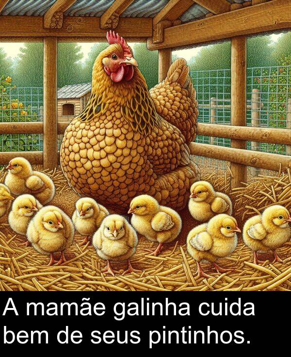 galinha: A mamãe galinha cuida bem de seus pintinhos.