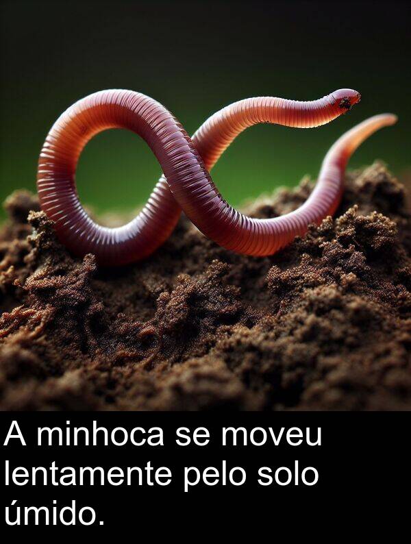 pelo: A minhoca se moveu lentamente pelo solo úmido.