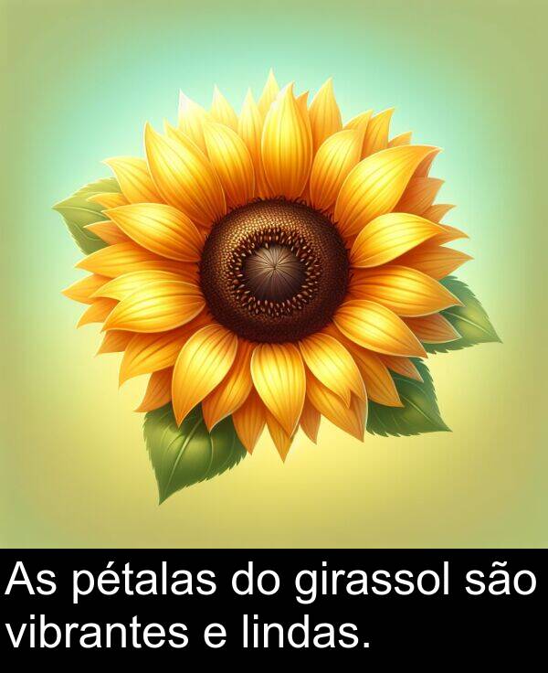 são: As pétalas do girassol são vibrantes e lindas.
