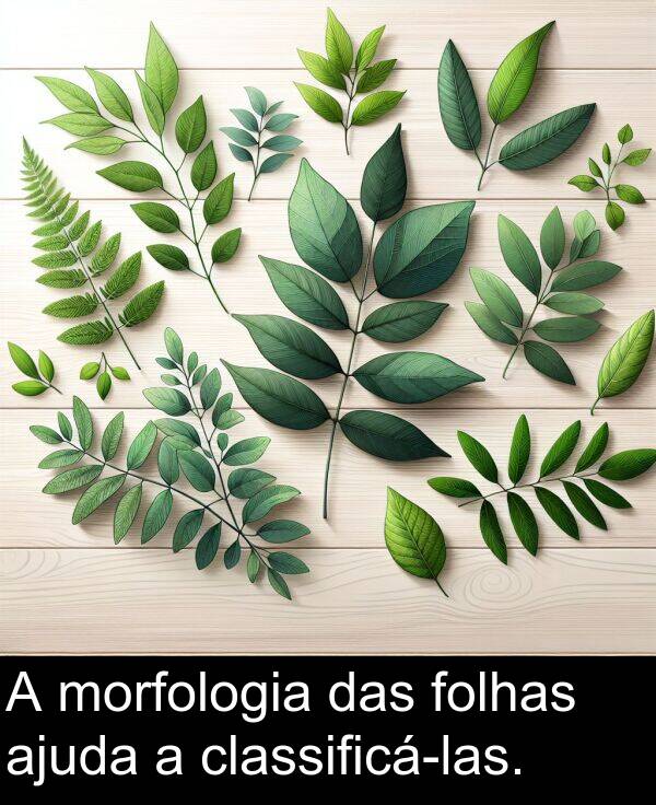 ajuda: A morfologia das folhas ajuda a classificá-las.