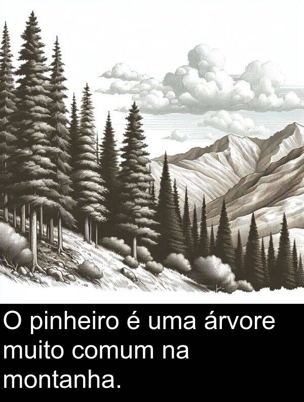 comum: O pinheiro é uma árvore muito comum na montanha.