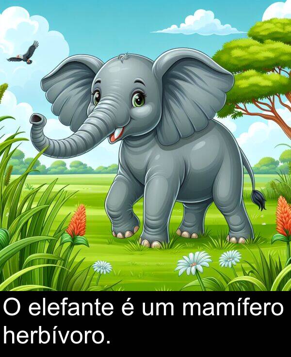mamífero: O elefante é um mamífero herbívoro.