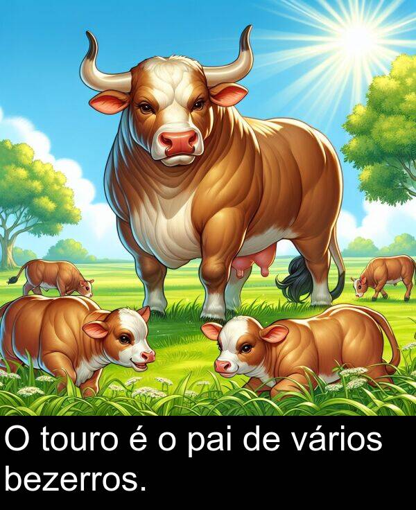 pai: O touro é o pai de vários bezerros.