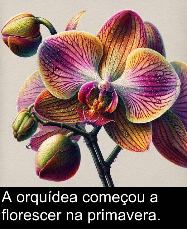 florescer: A orquídea começou a florescer na primavera.